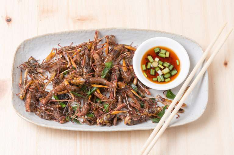 edible insects