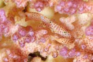 coral reef