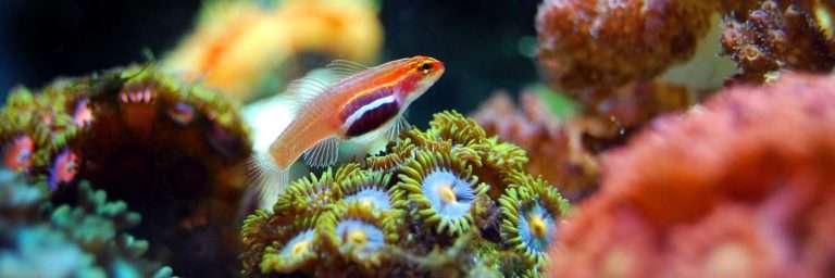 Coral Reef