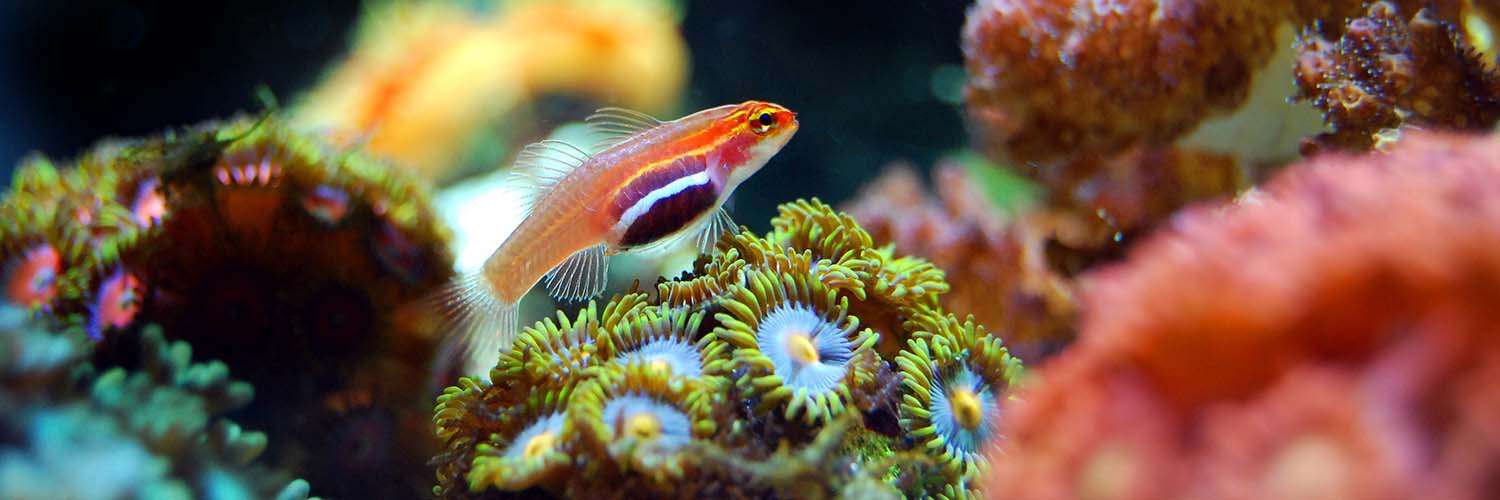 Coral Reef