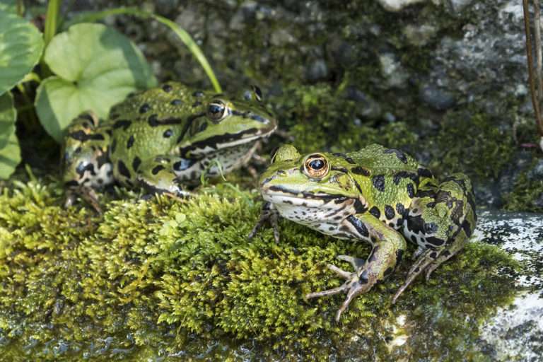 frogs FrogID