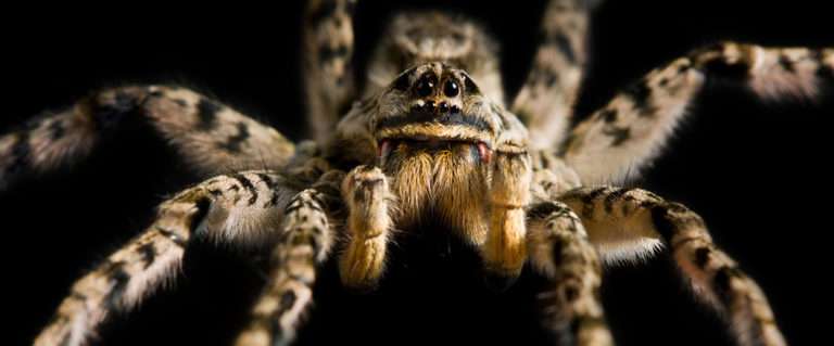 scary bugs