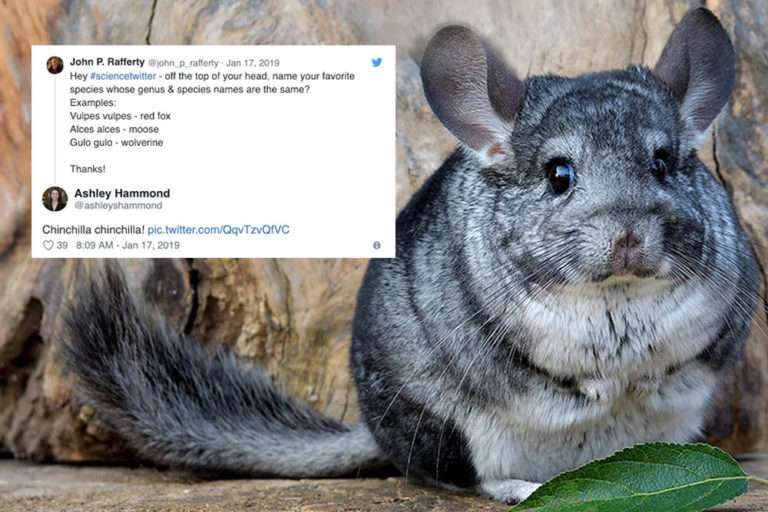 Tweets about the scientific names of animals overlaid on a picture of a chinchilla.