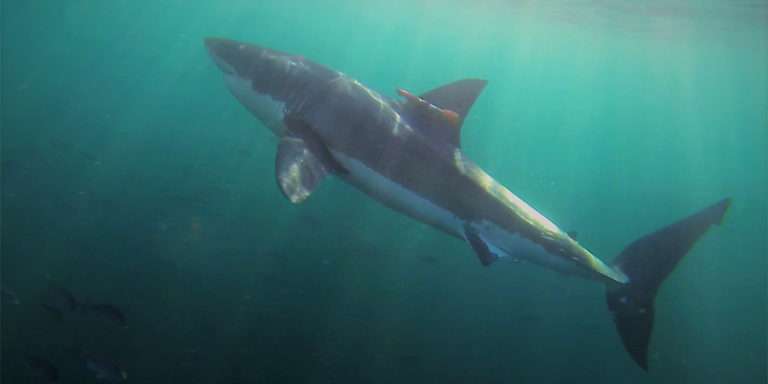 footage of large white sharks