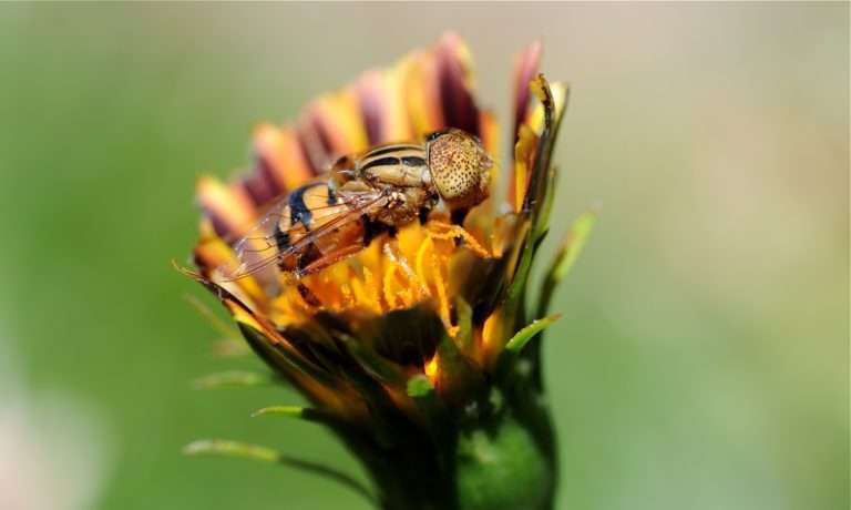 The flower fly