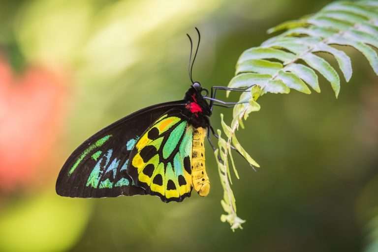 Reena Du - Butterfly Counts