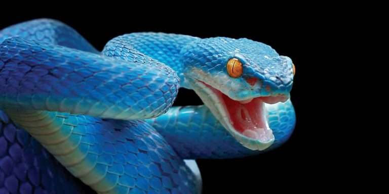 Blue viper snake, closeup face