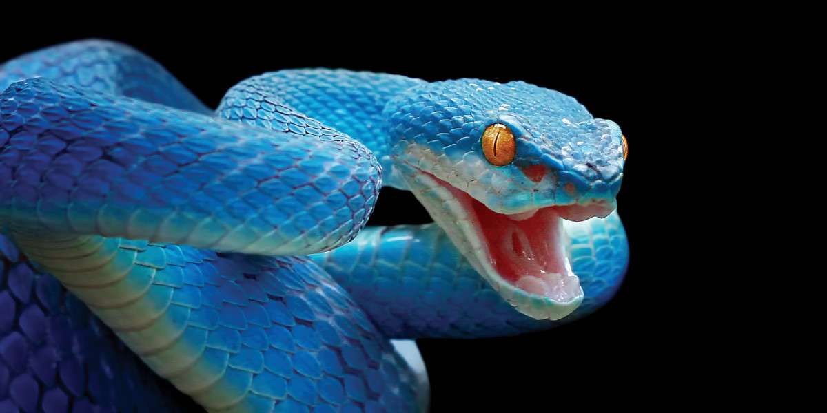 Blue viper snake, closeup face