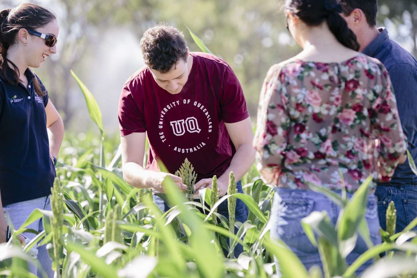 Four people standing in a field of crops
