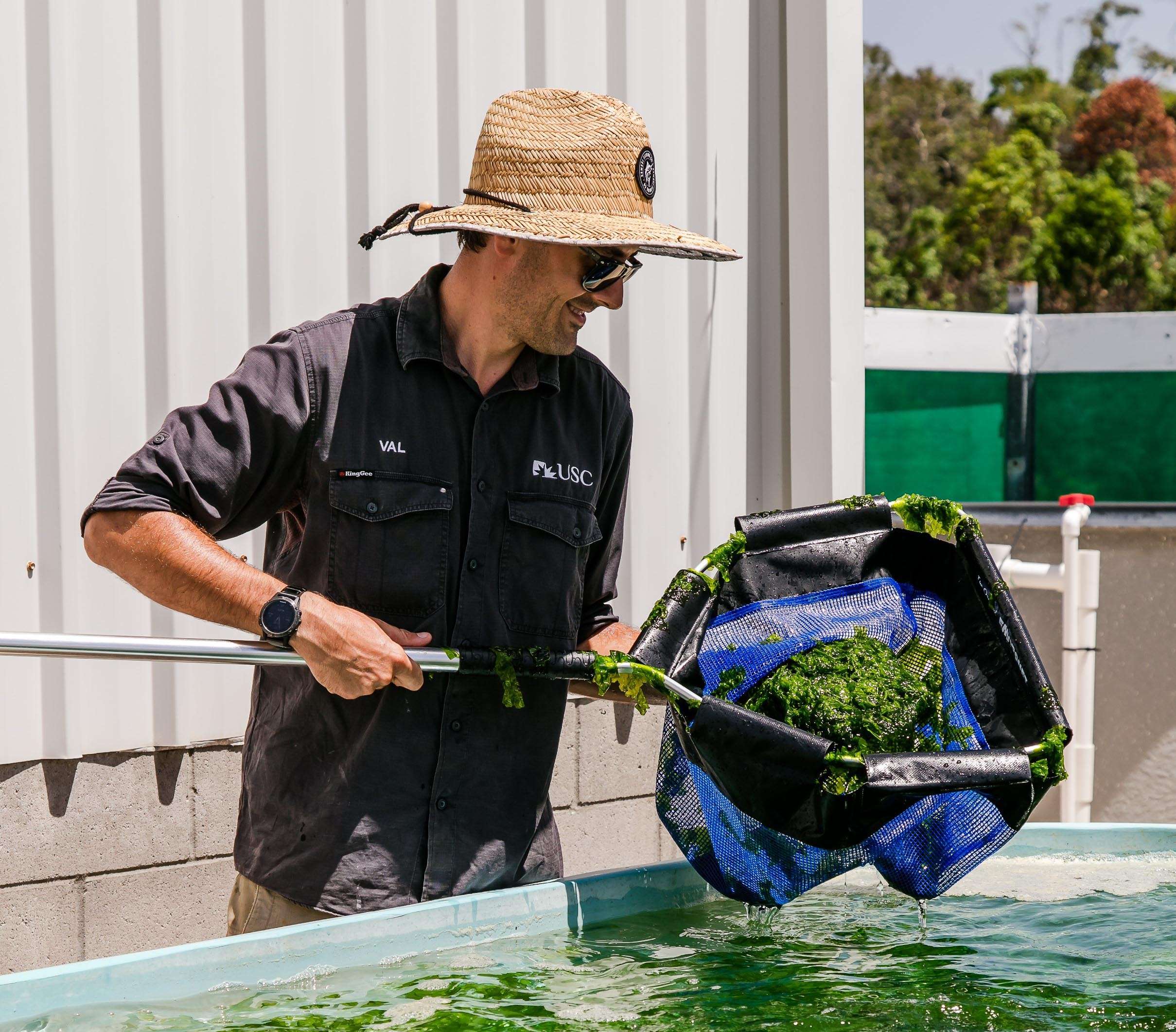 Man in a hat scooping seaweed