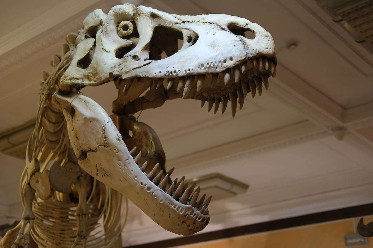 Careers with Dinosaurs
