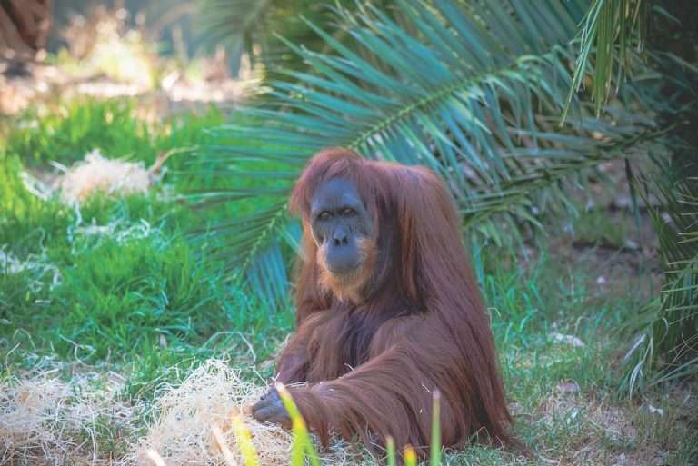 Orangutan